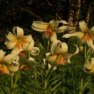 Lilium kesselringianum  @North-east Turkey